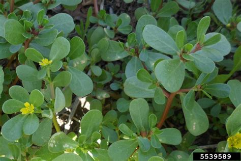 Weeds) are not so bad. common purslane (Portulaca oleracea ) on legumes, peas ...