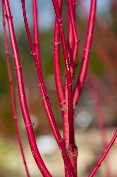 Red Osier Dogwood Shrub Cornus Sericea Flowering Shrub Fall Etsy