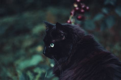 Download Mobile Wallpaper Black Cat Sight Opinion Waiting