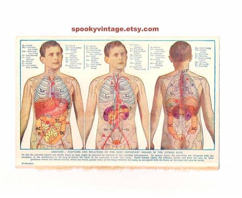 Mapping human history with mitochondrial dnawhen we talk about human dna, we're usually by analyzing these mutational relationships, researchers have been able to determine that we can all trace our ancestry back to one woman who. Vintage Anatomy Plate / Print from an old Medical Book