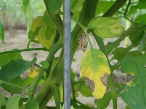 Tomato Plant Problems Worms Rot Blight Cracking And More The