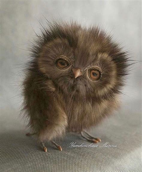 Beautiful Owl Cute Animals Baby Owlet Animals