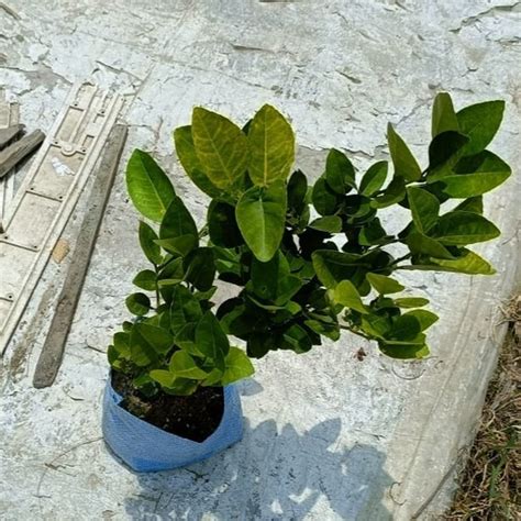 Well Watered Green Natural Sweet Lemon Plant For Garden At Rs 100