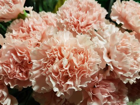 Carnation Light Pink Fancy Toronto Bulk Flowers Wholesale Flower