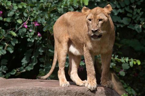 Bali Zoo Park | Bali Sun Tours