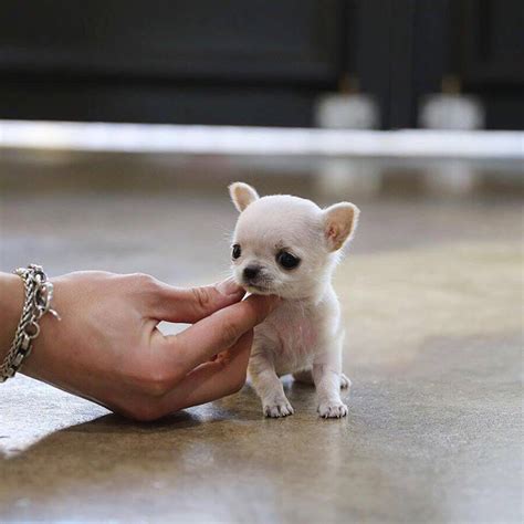 Sally Micro White Cream Chihuahua Tiny Teacup Pups Designer Puppies