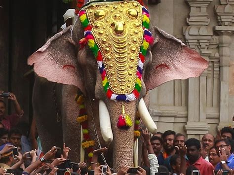 India’s tallest elephant is worshipped in Kerala and has killed 15