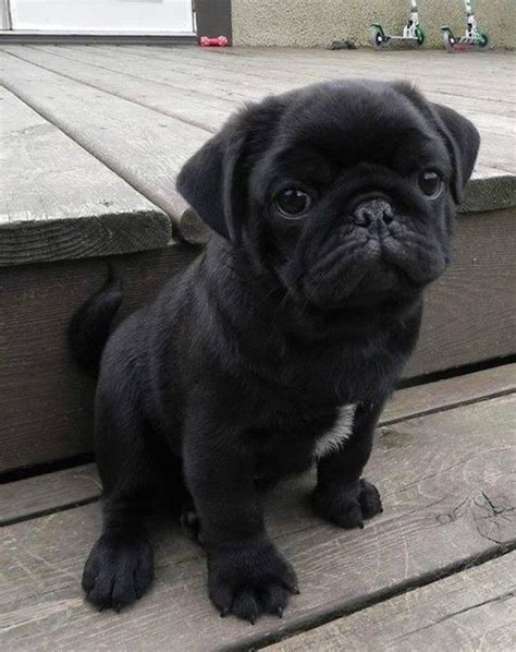 15 Of The Cutest Pug Puppies To Brighten Your Day 15 Pictures