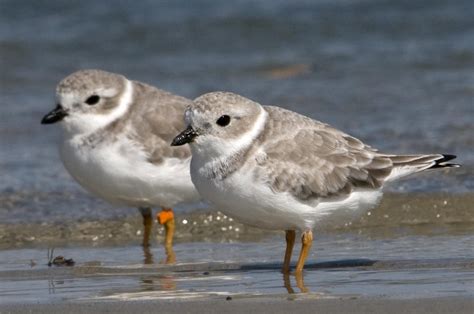 Priority Bird Profile Piping Plovers Audubon North Carolina