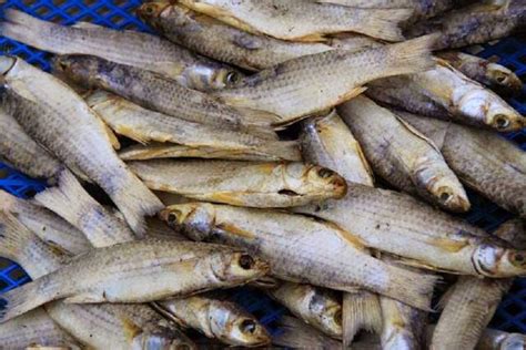 Jenis ikan hias ini juga masih kategori ikan mas, ikan mas koki juga ssalah satu ikan yang terpopuler di indonesia. Sup Ayam Ikan Masin. Apa Yang Bestnya? - Food, Baby & Recipe