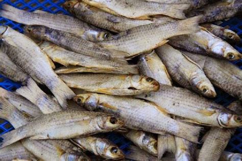 Xndrum em aseq inch vor bujum ka dra dem inch karox em anel. Sup Ayam Ikan Masin. Apa Yang Bestnya? - Food, Baby & Recipe