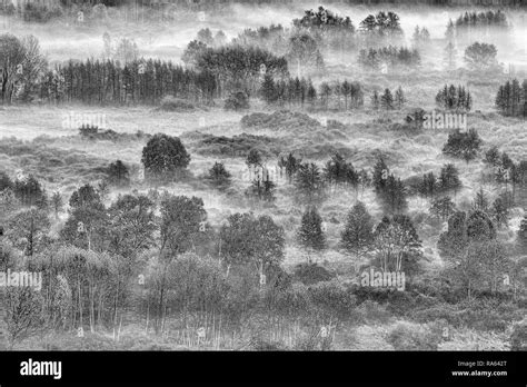 Landscape On Misty Forest At Sunrise Black And White Photography Stock