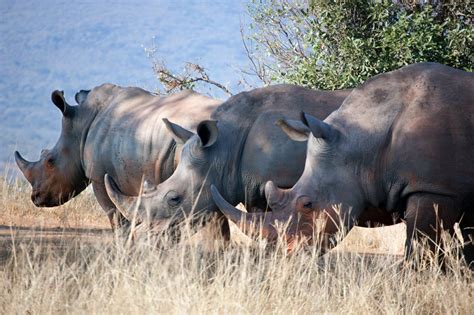 Hluhluwe Imfolozi Park South Africa Wild Safari Guide