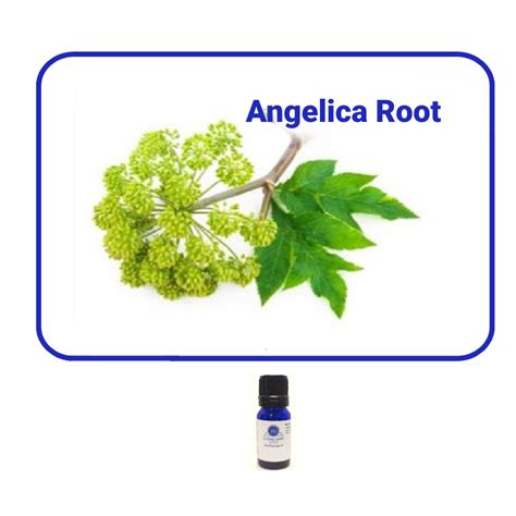 Angelica Root Essential Oil Essentially Grateful