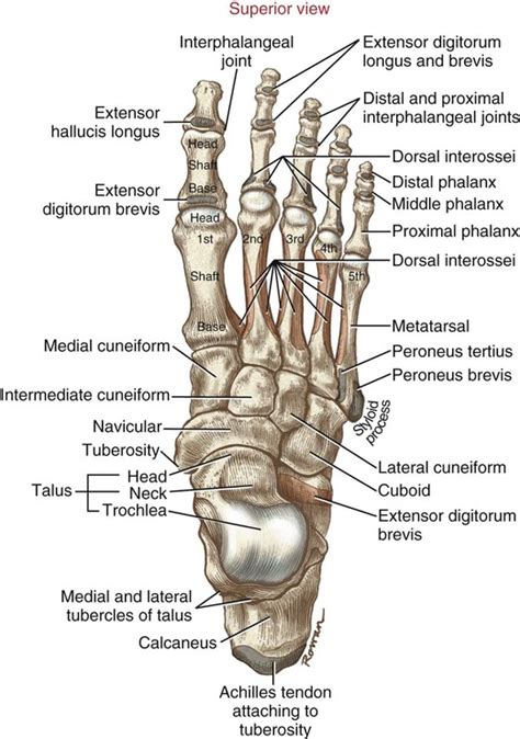 Structure And Function Of The Ankle And Foot Musculoskeletal Key