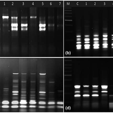 Differential Display Of Random Amplified Polymorphic Dna Polymerase