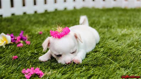 Find the best hd cute wallpapers for your desktop, windows screensavers, mac, iphone smartphones or android device. HD Cute Puppy Wallpaper