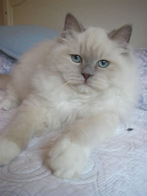 Cats by francy louisiana breeder of registered cfa persian, himalayan & aca ragdoll kittens, champion pedigree, dna tested, guarantee you may make a $300 nonrefundable deposit with paypal.com to hold your choice which goes toward the purchase price! Lilac Mink Ragdoll and like OMG! get some yourself some ...