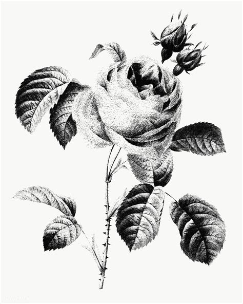 Rose Drawing Flower Drawing Drawing Style Black And White Flowers