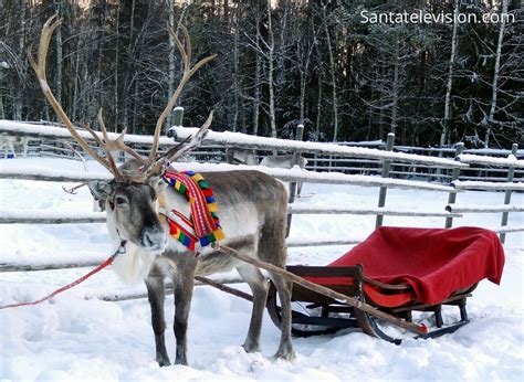 Image Reindeer Waiting Santa Claus In Lapland Finland Reindeer Santa Claus Lapland Finland