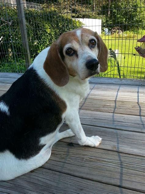 Meet riley, beagle dog for adoption in herndon va. Beagle Puppies For Sale In Ashland Ohio
