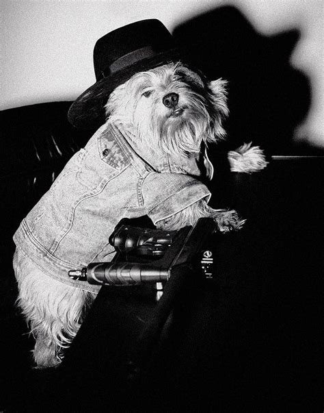 Gangster Dog By Susan Stone