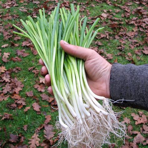 Green Onion White Spear Organic Adaptive Seeds