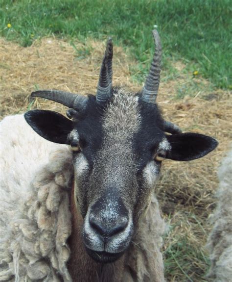 Baa Ram Ewe Sheep Sheep Horns