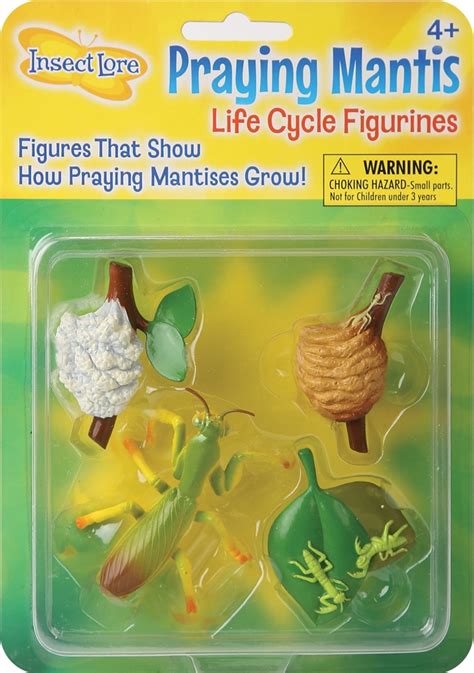 Insect Lore Life Cycle Stages Praying Mantis Set Of