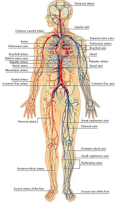 See the back for a diagram showing the two circulation routes. arteries and veins of the human body | Human body anatomy ...