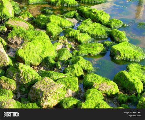 Green Algae On Rocks Image And Photo Free Trial Bigstock