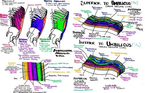 Fascial Layers Anatomy And Fascia Of The Anterior Abdominal Wall