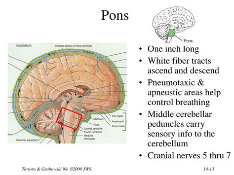 Ppt Chapter 14 The Brain And Cranial Nerves Powerpoint Presentation