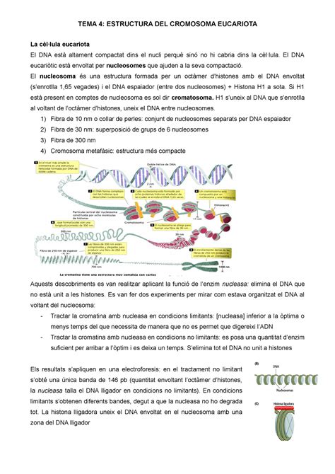 Tema 4 estructura cromosoma eucariota La cèllula eucariota El DNA