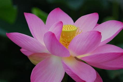 Picture Of Pretty Flower Lotus Hi Res 720p Hd