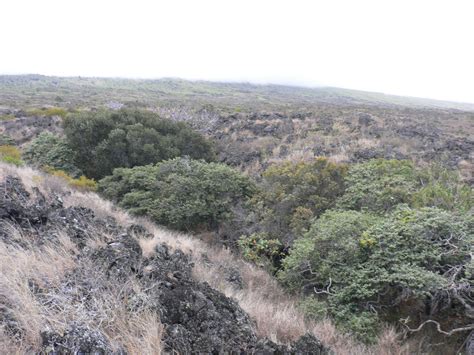 Tropical Dry Forests Of The Pacific Hawaii