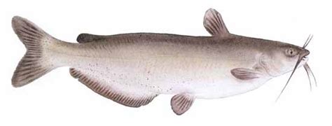 Mekong giant catfish email this to a friend rate and comment on this page! Channel Catfish (Ictalurus punctatus)
