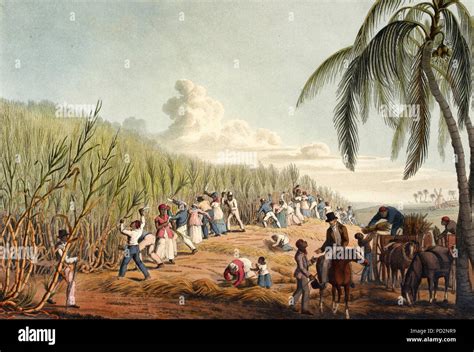 Slaves Cutting The Sugar Cane On Antigua William Clark 1823 Stock