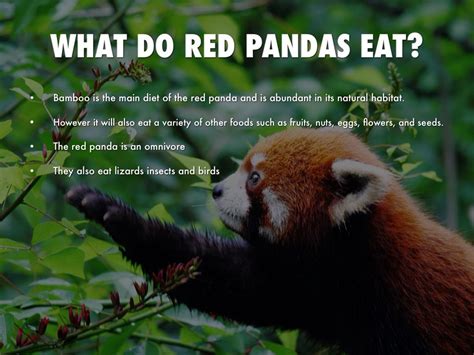 Red Pandas Facts For 3rd Graders