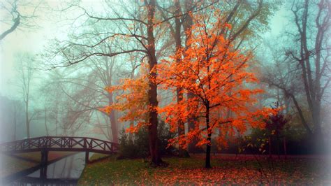 Fall Autumn Tree Foliage Bridge Fog Wallpapers Hd
