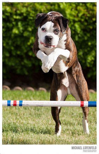 14 Boxer Agility Ideas Boxer Dog Agility Boxer Dogs