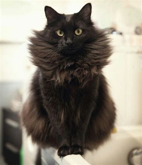 What A Beauty Fluffy Black Cat Cats Fluffy Cat