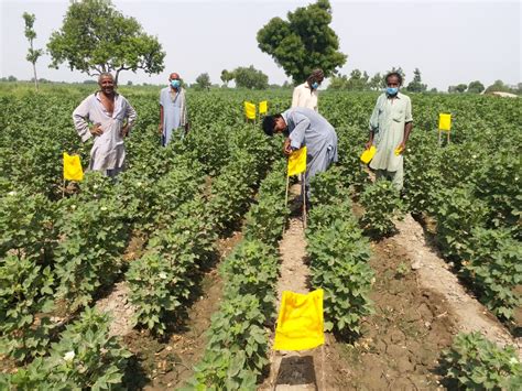 Better Cotton Growth And Innovation Fund Pakistan Idh The