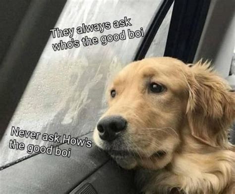 Rainy Days And Good Bois Always Get Me Down Funny Animal Pictures