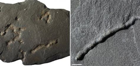 Tracks Of Earliest Mobile Organism Discovered Unexplained Mysteries