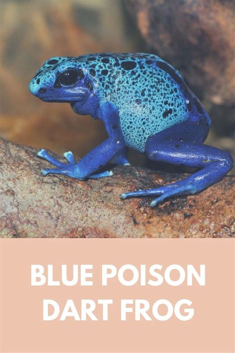 Best 15 Blue Poison Dart Frog Facts Habitat Lifespan Blue Poison
