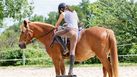 How To Teach Your Horse To Stand Square The Shoot