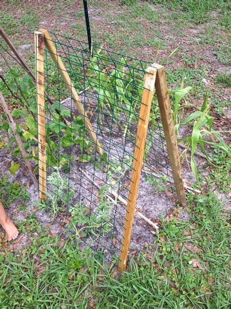 Watermelon Trellis Set Up In Garden Bean Trellis Patio Trellis