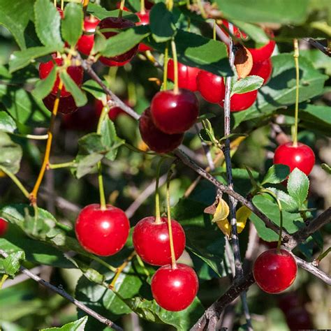Buy Wowza Dwarf Cherry Tree Fruit Trees Gardens Alive