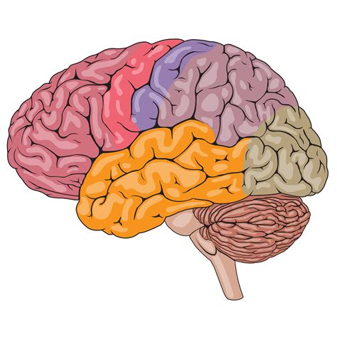 Dibujos Imagenes Biologia Sistema Aparato Dibujos Del Cerebro Humano Y Sus Partes Cerebro